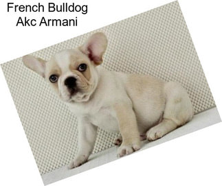 French Bulldog Akc Armani