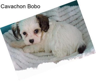 Cavachon Bobo