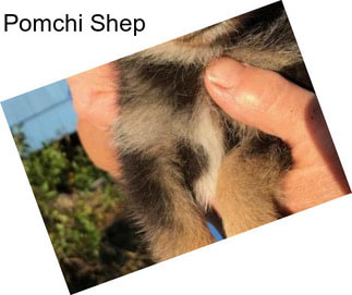 Pomchi Shep