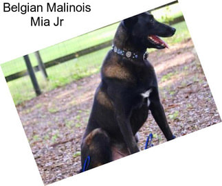 Belgian Malinois Mia Jr