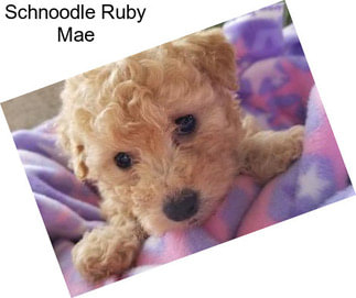 Schnoodle Ruby Mae