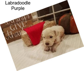 Labradoodle Purple