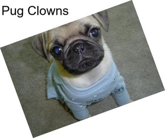 Pug Clowns