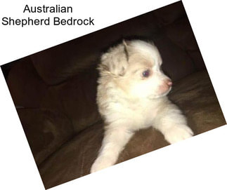 Australian Shepherd Bedrock