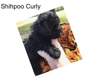 Shihpoo Curly