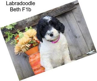 Labradoodle Beth F1b