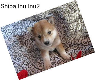 Shiba Inu Inu2