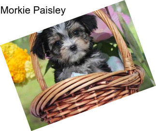 Morkie Paisley
