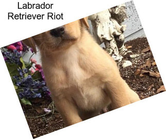 Labrador Retriever Riot