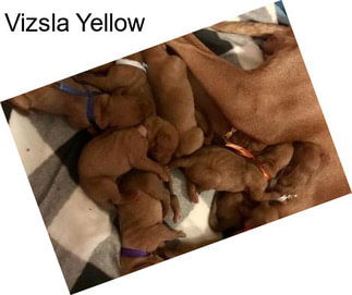 Vizsla Yellow