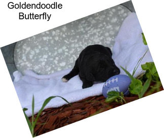 Goldendoodle Butterfly