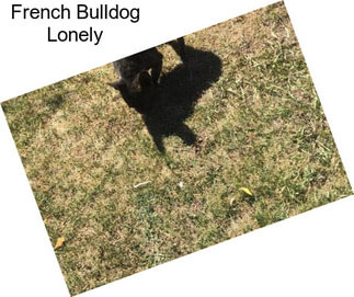 French Bulldog Lonely