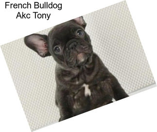 French Bulldog Akc Tony