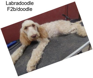 Labradoodle F2b/doodle