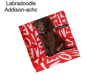 Labradoodle Addison-achc