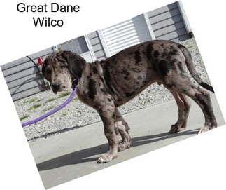 Great Dane Wilco