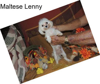 Maltese Lenny