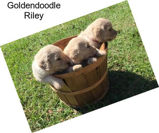 Goldendoodle Riley