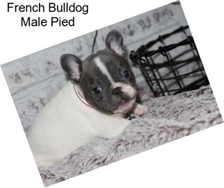 French Bulldog Male Pied