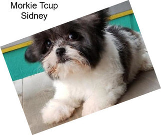 Morkie Tcup Sidney