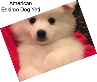 American Eskimo Dog Yeti
