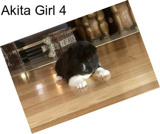 Akita Girl 4