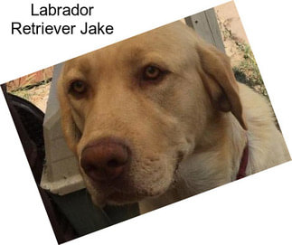 Labrador Retriever Jake