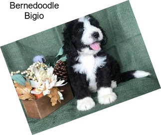 Bernedoodle Bigio