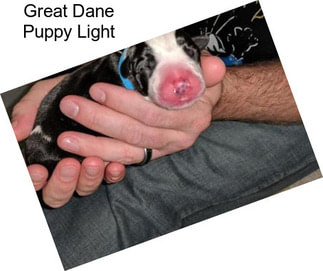 Great Dane Puppy Light