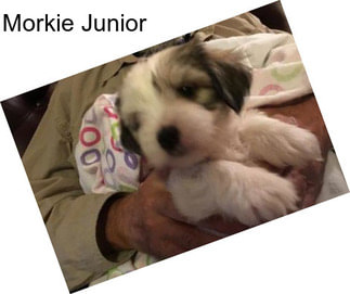 Morkie Junior