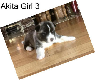 Akita Girl 3