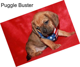 Puggle Buster