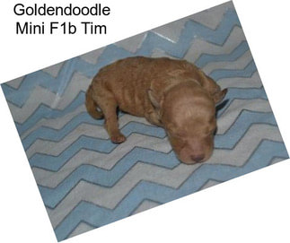 Goldendoodle Mini F1b Tim