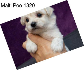 Malti Poo 1320