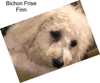 Bichon Frise Finn