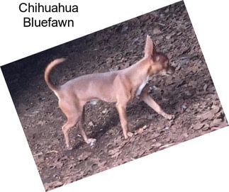 Chihuahua Bluefawn