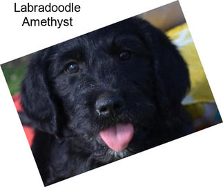 Labradoodle Amethyst