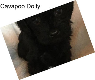 Cavapoo Dolly