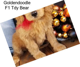 Goldendoodle F1 Tdy Bear