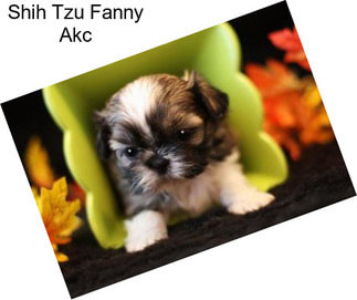 Shih Tzu Fanny Akc