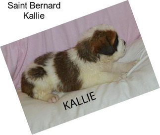 Saint Bernard Kallie