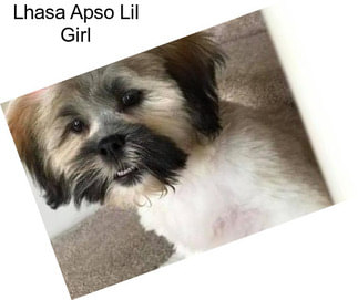 Lhasa Apso Lil Girl