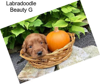 Labradoodle Beauty G