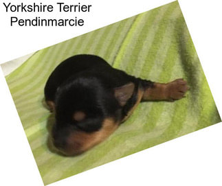 Yorkshire Terrier Pendinmarcie