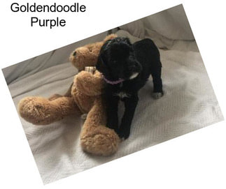 Goldendoodle Purple