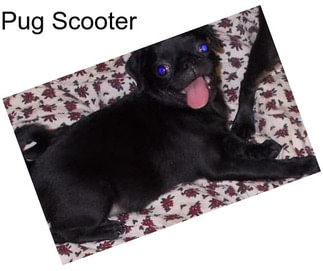 Pug Scooter