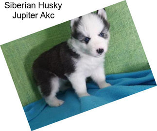 Siberian Husky Jupiter Akc