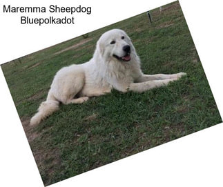 Maremma Sheepdog Bluepolkadot