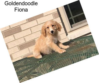 Goldendoodle Fiona