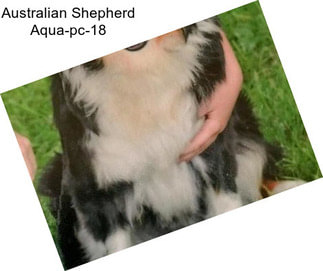 Australian Shepherd Aqua-pc-18